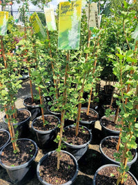 Ginkgo Biloba Lemon Lime Spire Tree