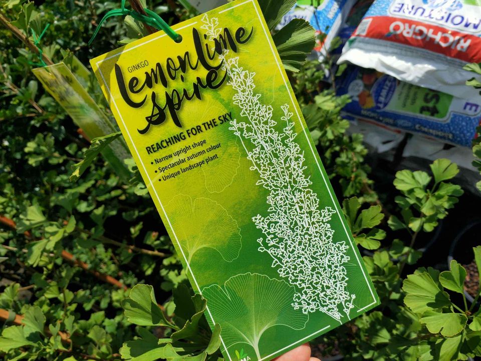 Ginkgo Biloba Lemon Lime Spire Tree - Ladybird Nursery