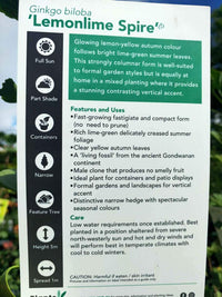 Ginkgo Biloba Lemon Lime Spire Tree - Ladybird Nursery