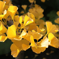 Ginkgo Grafted Male