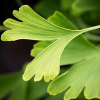 Ginkgo Grafted Female
