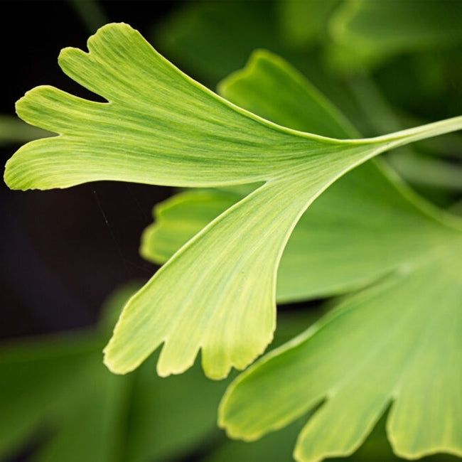 Ginkgo Grafted Female