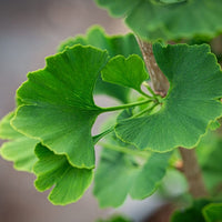 Ginkgo Grafted Female