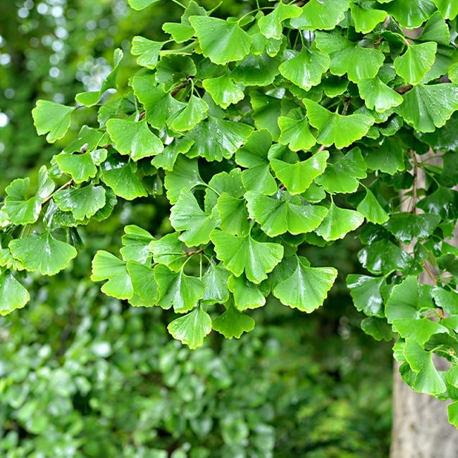 Ginkgo Grafted Female