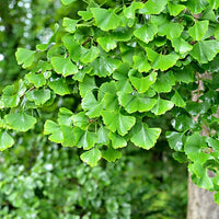 Ginkgo Grafted Female