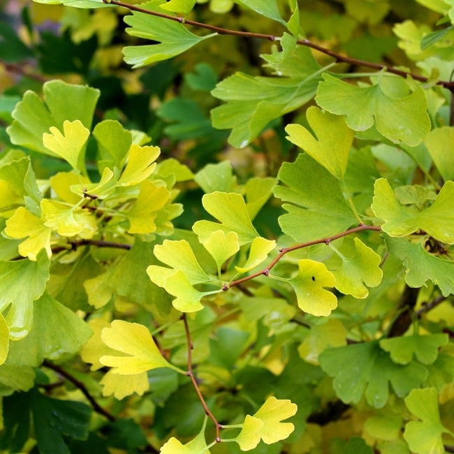 Ginkgo Grafted Female