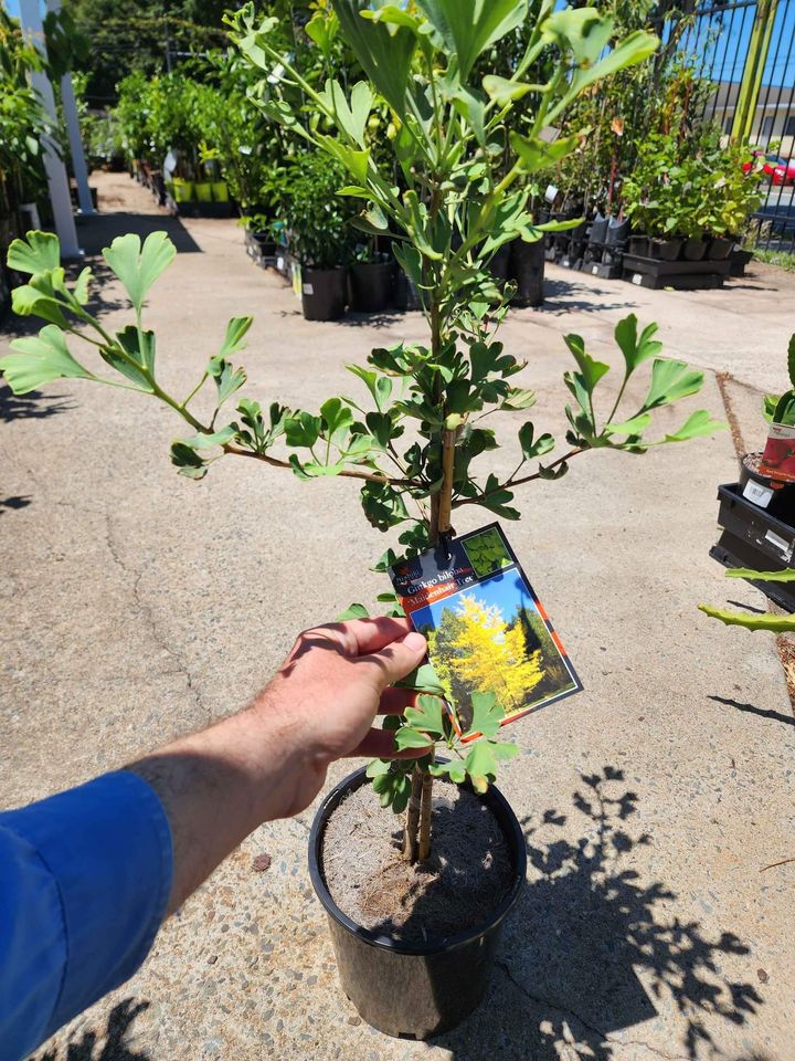Ginkgo biloba (Maidenhair Tree) - Ladybird Nursery