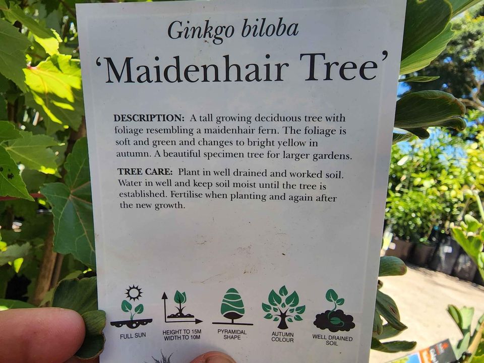 Ginkgo biloba (Maidenhair Tree) - Ladybird Nursery