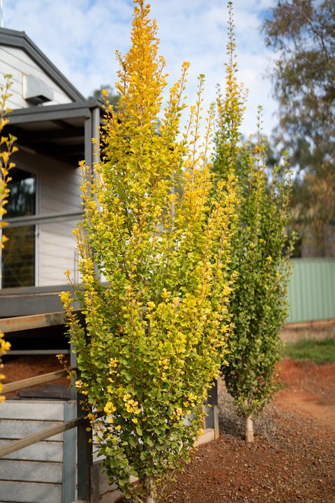 Ginkgo Biloba ‘Lemon Lime Spire’ - Ladybird Nursery