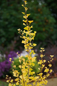 Ginkgo Biloba ‘Lemon Lime Spire’ - Ladybird Nursery