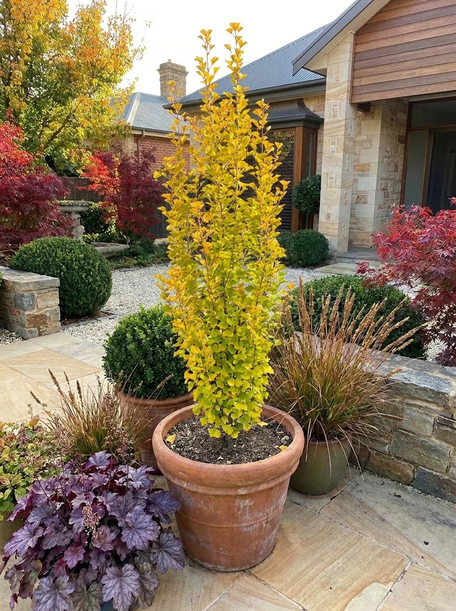 Ginkgo Biloba ‘Lemon Lime Spire’ - Ladybird Nursery