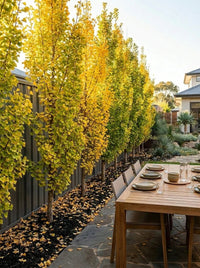 Ginkgo Biloba ‘Lemon Lime Spire’ - Ladybird Nursery