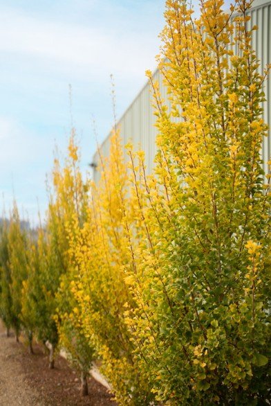 Ginkgo Biloba ‘Lemon Lime Spire’ - Ladybird Nursery