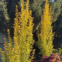 Ginkgo Biloba ‘Lemon Lime Spire’ - Ladybird Nursery