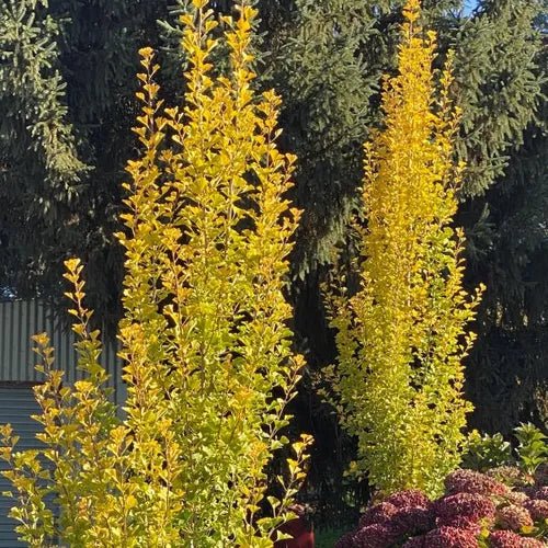 Ginkgo Biloba ‘Lemon Lime Spire’ - Ladybird Nursery