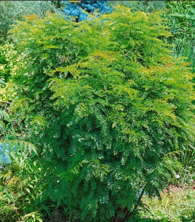 Honey Locust Elegantissima (Gleditsia triacanthos) - Ladybird Nursery