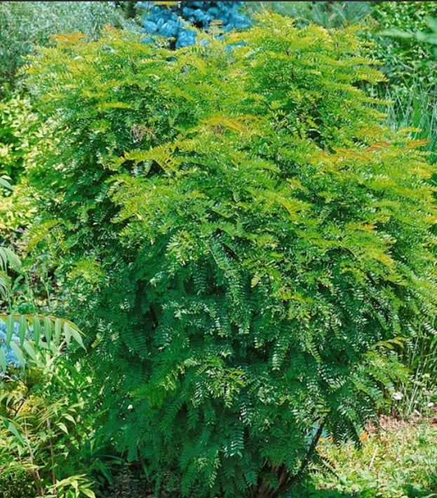 Honey Locust Elegantissima (Gleditsia triacanthos)