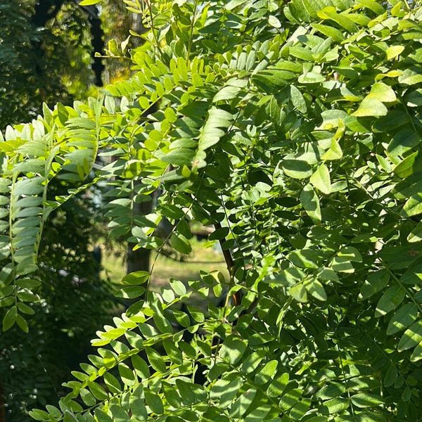 Honey Locust Elegantissima (Gleditsia triacanthos) - Ladybird Nursery