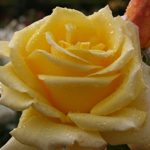 Rose 'Glorious' - Large