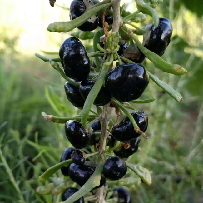Goji Berry Black