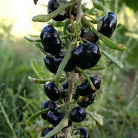 Goji Berry Black