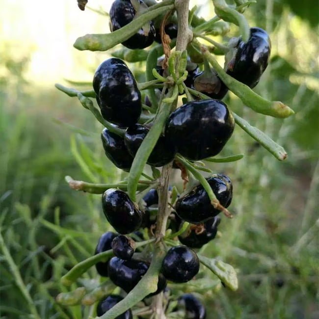 Goji Berry Black - Ladybird Nursery