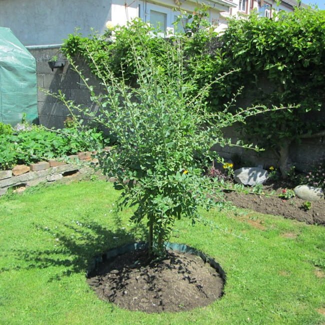 Gooseberry – Ladybird Nursery