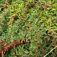 Goji Berry Vine