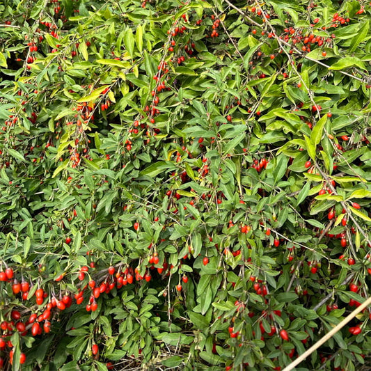 Goji Berry Vine