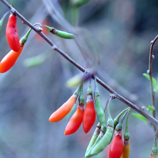 Goji Berry Vine