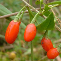 Goji Berry Vine
