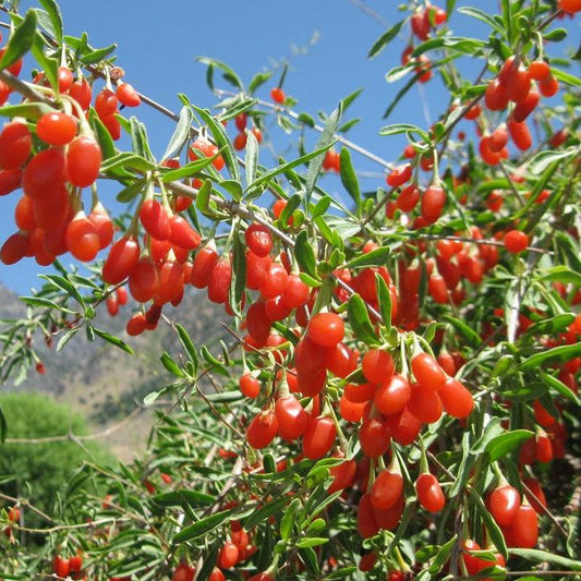 Goji Berry - Ladybird Nursery