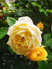Rose Standards 'Gold Bunny' (PICK UP ONLY) - Ladybird Nursery