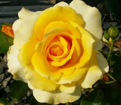 Rose Standards 'Gold Bunny' (PICK UP ONLY) - Ladybird Nursery