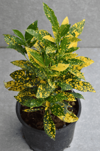 Croton Gold Dust (Codiaeum variegatum) - Ladybird Nursery