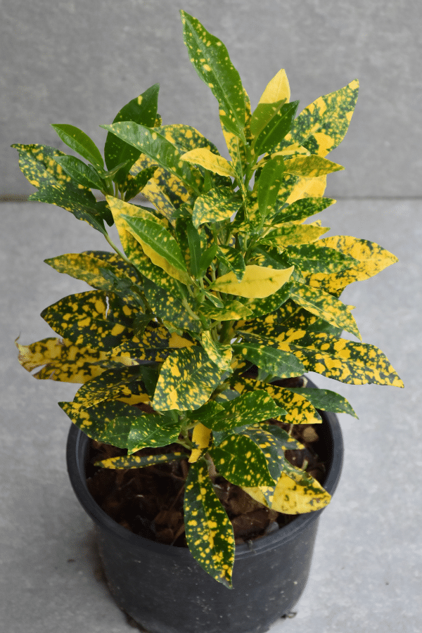 Croton Gold Dust (Codiaeum variegatum) - Ladybird Nursery