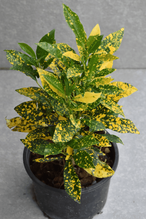 Croton Gold Dust (Codiaeum variegatum) - Ladybird Nursery