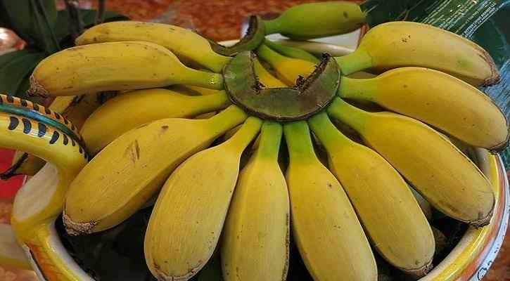 Gold Finger Banana (QLD Only) - Ladybird Nursery