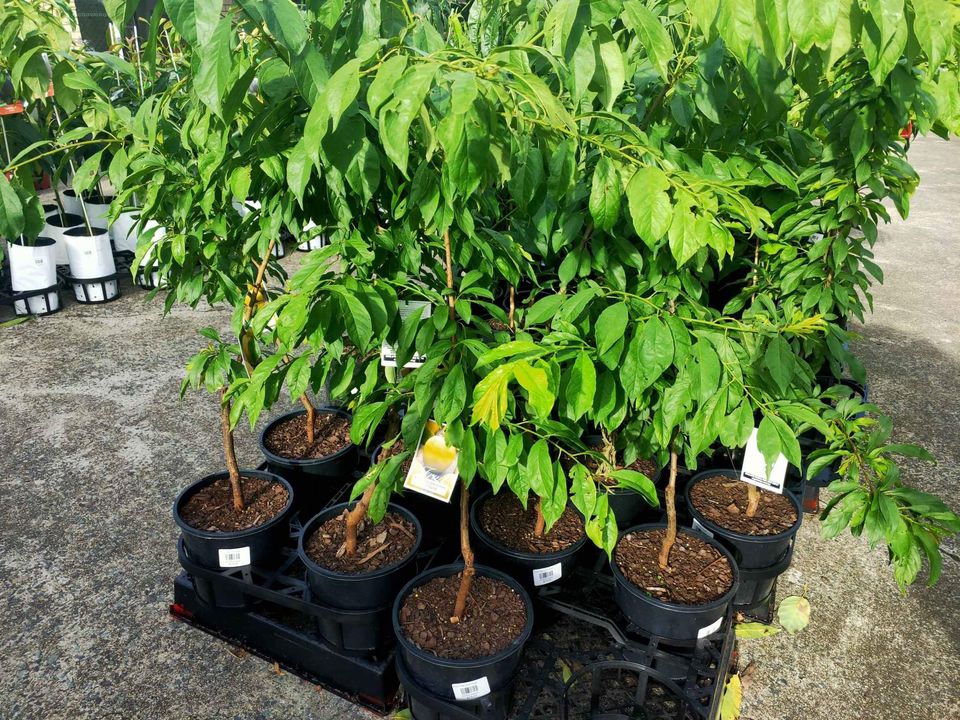 Plum 'Gulf Gold' - Ladybird Nursery