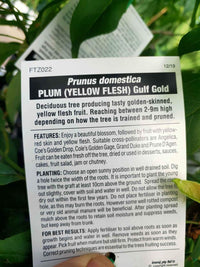 Plum 'Gulf Gold' - Ladybird Nursery