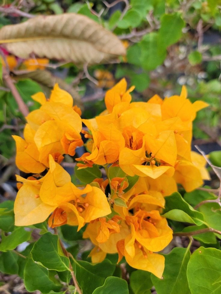 Bougainvillea Carsons Gold (Bougainvillea glabra) - Ladybird Nursery