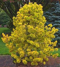 Scots Pine Gold Coin (Pinus sylvestris)