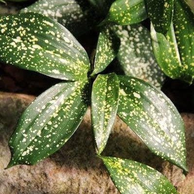 Dracaena 'Gold Dust' (Dracaena surculosa) - Ladybird Nursery
