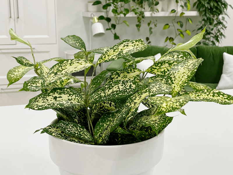 Dracaena 'Gold Dust' (Dracaena surculosa) - Ladybird Nursery