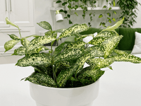 Dracaena 'Gold Dust' (Dracaena surculosa) - Ladybird Nursery