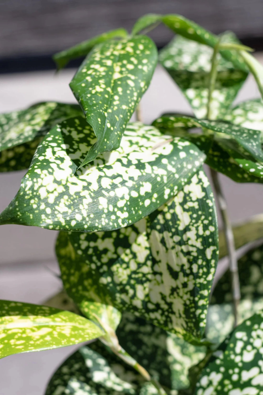Dracaena 'Gold Dust' (Dracaena surculosa) - Ladybird Nursery