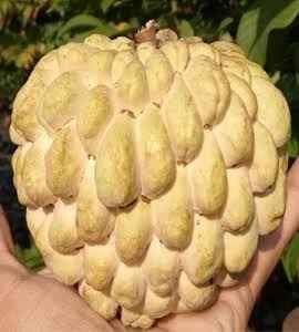 Golden Emperor Dwarf Custard Apple