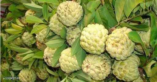 Golden Emperor Dwarf Custard Apple