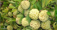 Golden Emperor Dwarf Custard Apple