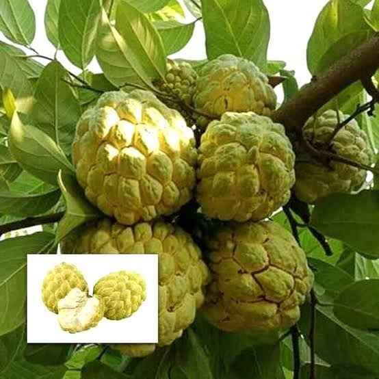 Golden Emperor Dwarf Custard Apple - Ladybird Nursery